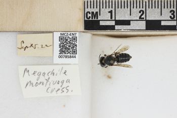 Media type: image;   Entomology 785844 Aspect: labels